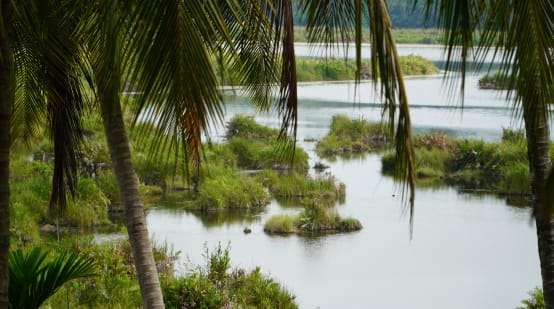 Paya-Nie ecosystem, Sumatra
