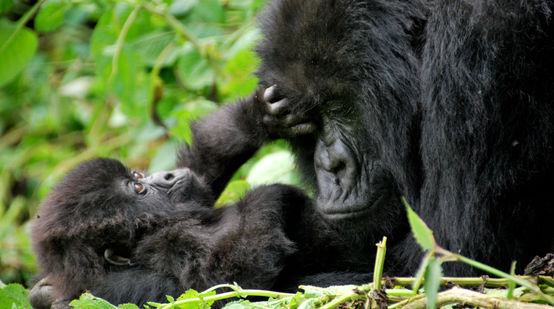 A gorilla mother and her infant