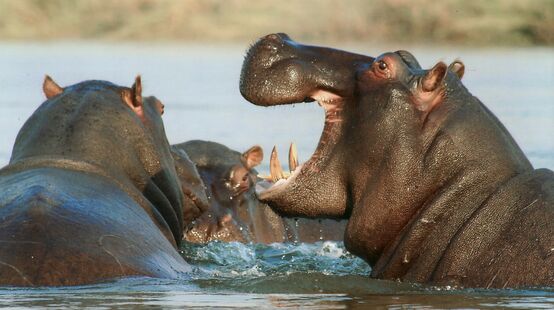 Hippos