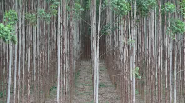 Eucaliptus tree plantation