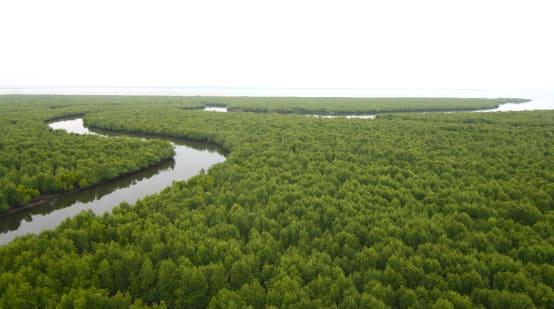 Aerial view of dense mangrove forest. A river meanders through the forest to the coast on the horizon.