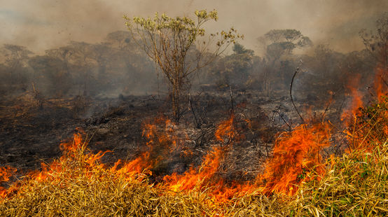Forest fire in Brazil
