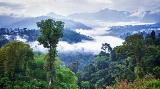 Los Cedros mountain rainforest, Ecuador