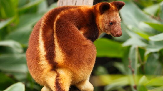 Tree kangaroo in Papua