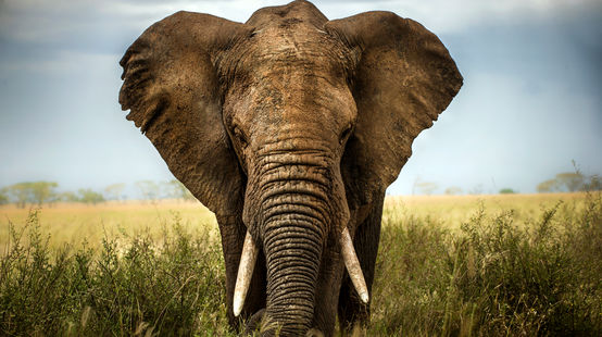 An African elephant