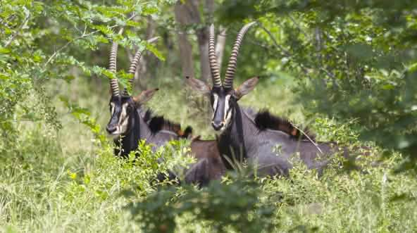 Sable antelope (Hippotragus Niger)