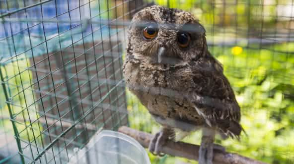 Owl in a cage, Indonesia