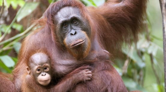 Orangutan mother and infant