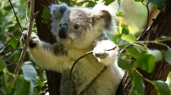 Koala on tree