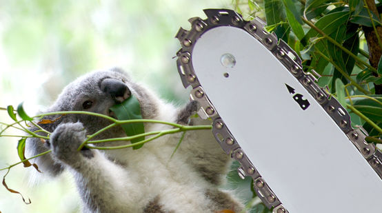 Photomontage: koala and chainsaw