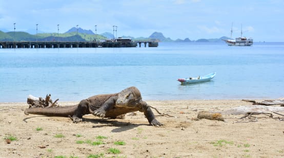 Komodo dragon on the beach