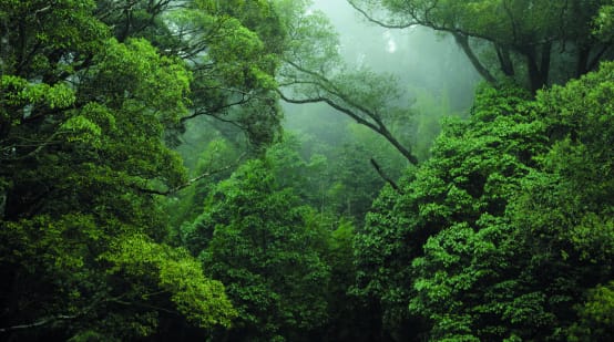 Rainforest in the Congo