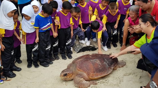 Loggerhead turtle in Malaysia