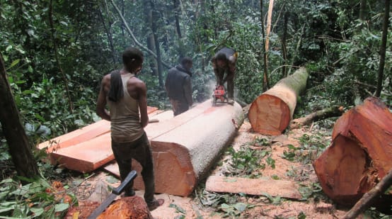 Three loggers sawing a freshly felled tree