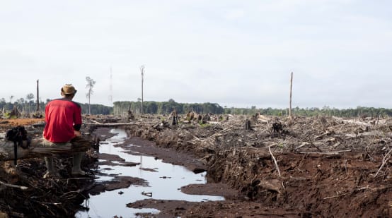 Destruction of the rainforest