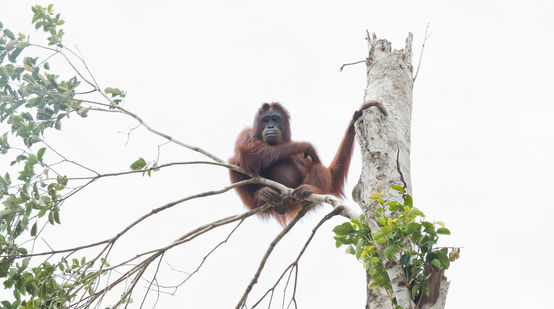 Orangutan in tree