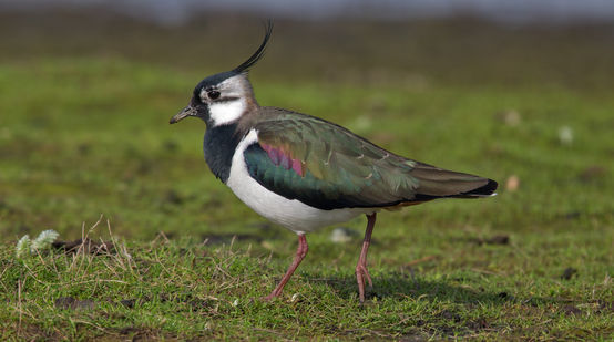 A lapwing