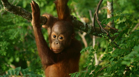Juvenile orangutan in a tree