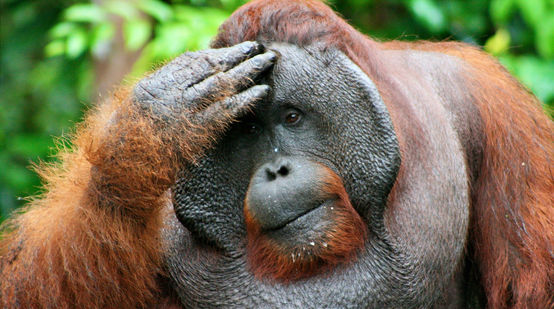Male orangutan facepalming