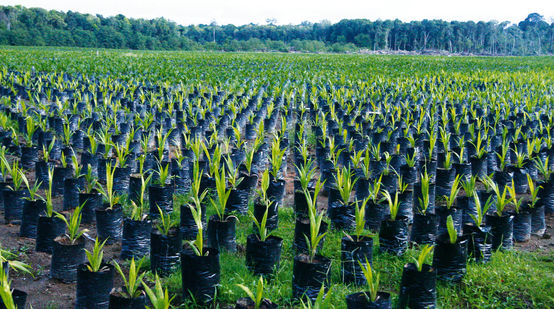 Oil palm plantation, Borneo, Indonesia