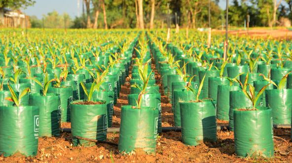 Oil palm plantation