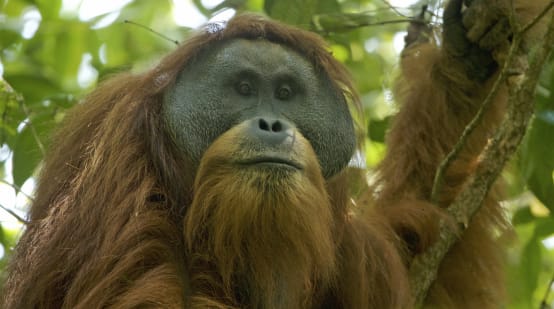 Tapanuli orangutan