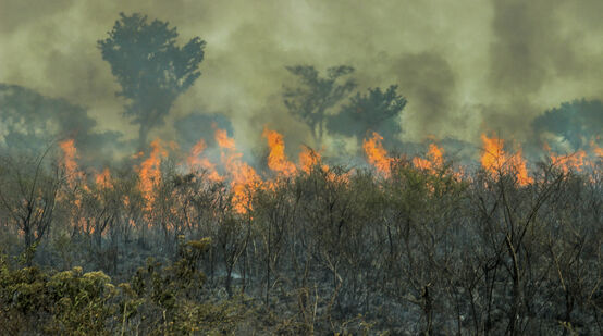 Fire in the Brazilian Amazon rainforest