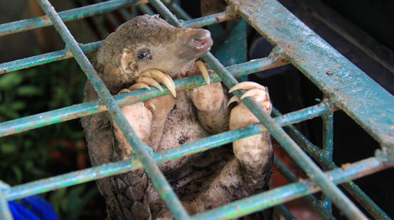 Pangolin in a cage at the Riau Natural Resource Conservation Centre, Indonesia