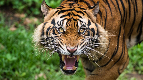 Sumatran tiger