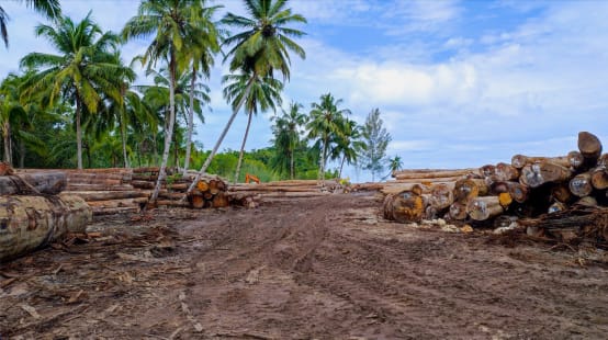 Logs under palms