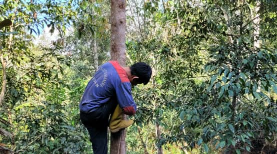 Benzoin tree in North Sumatra (Styrax benzoin)