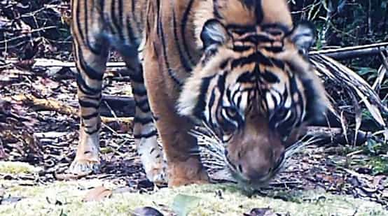 Camera trap image of Sumatran tiger