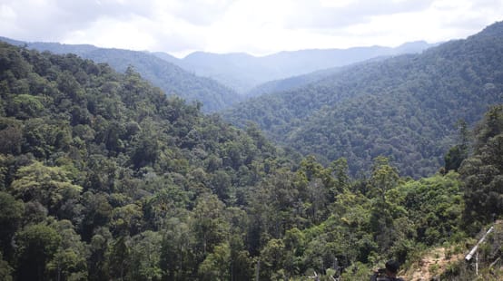 View of the rainforest from above