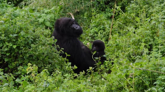 Gorilla mother and baby in Virunga