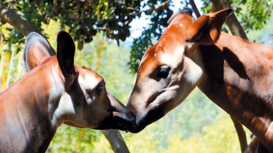 Okapis