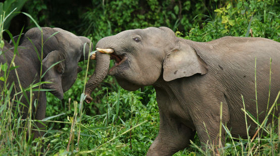 Two pygmy elephants in Sabah