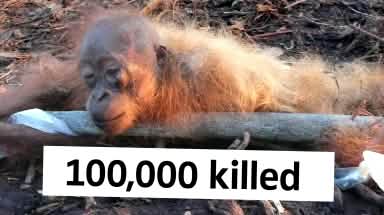 A bound, dying orangutan