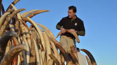 Seized ivory