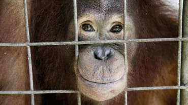 Orangutan looks out of cage