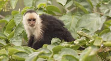 Capuchin monkey (Cebus capucinus) in a tree canopy