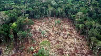 Deforestation in Brazilian Amazon