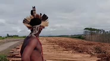 Indigenous man on eucalyptus plantation