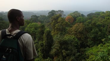 Rainforest south of Korup National Park, Cameroon