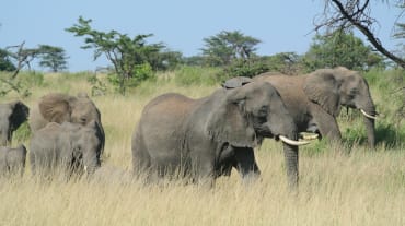 Herd of elephants in Serengeti