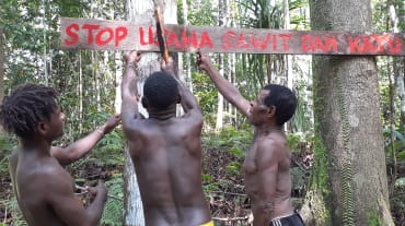 Three Papuans putting up a sign in front of their forest