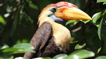 Hornbill from Sulawesi, Indonesia