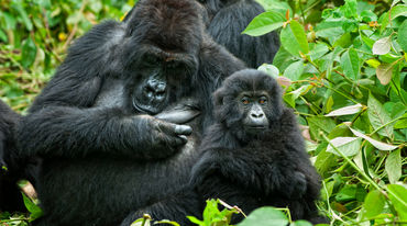 Gorilla with infant