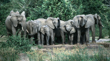 Elephants Murchison-Falls-Nationalpark, Uganda