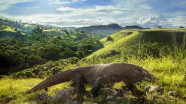 Komodo dragon (Varanus komodoensis)