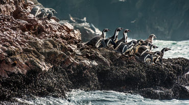 Humboldt penguins on a rocky coastline